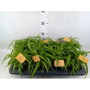 Chlorophytum com. 'Bonnie'