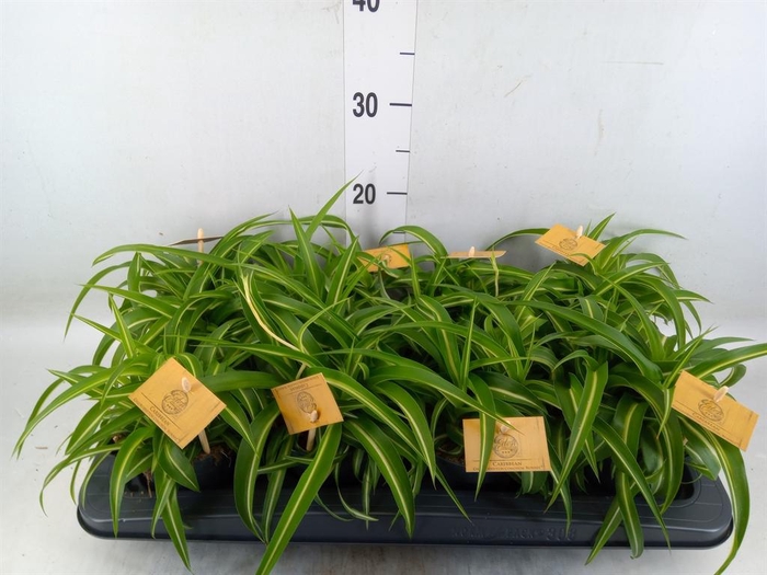 <h4>Chlorophytum com. 'Bonnie'</h4>