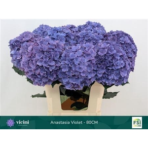 Hydr M Roy Anasta Violet 80 - 21 [ Vicini ]