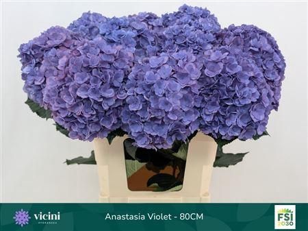 <h4>Hydr M Roy Anasta Violet 80 - 21 [ Vicini ]</h4>