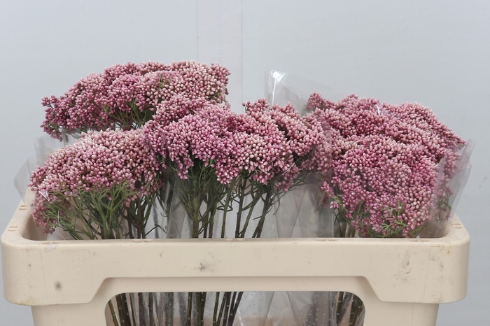 <h4>Ozothamnus Booming Pink</h4>