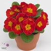 Primula ac. 'Bonneli Rot'