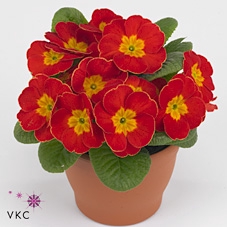 Primula ac. 'Bonneli Rot'