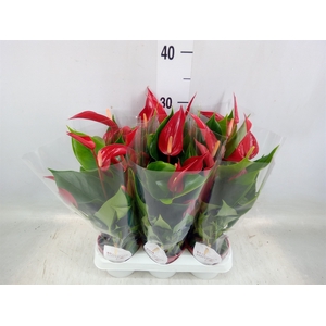 Anthurium  'Banderola Roja'