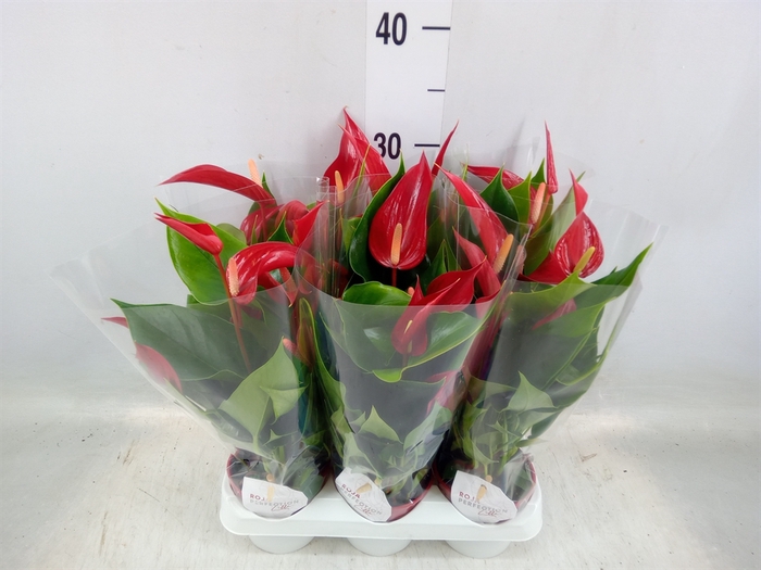 <h4>Anthurium  'Banderola Roja'</h4>