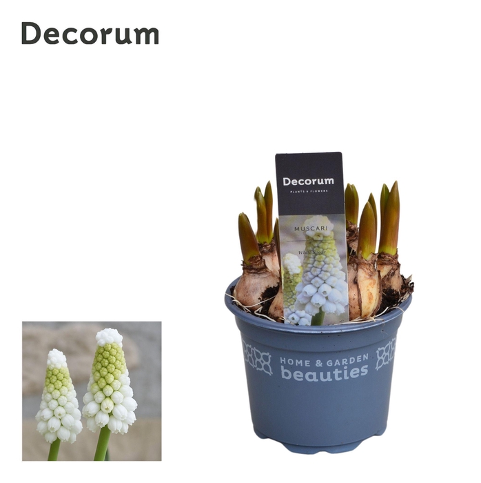 <h4>Muscari White Spear</h4>