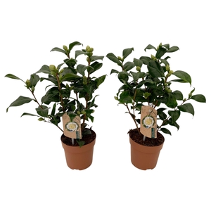 Camellia Brushfield yellow 10-15 knop