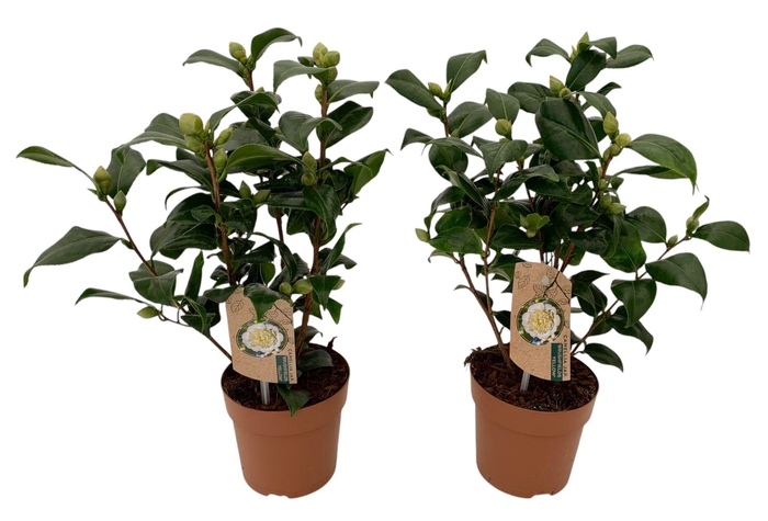<h4>Camellia Brushfield yellow 10-15 knop</h4>