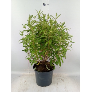Caryopteris clandon.