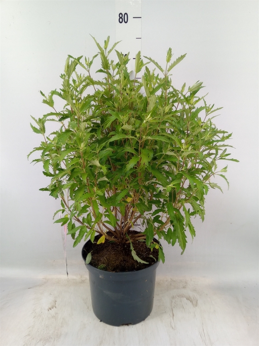 <h4>Caryopteris clandon.</h4>