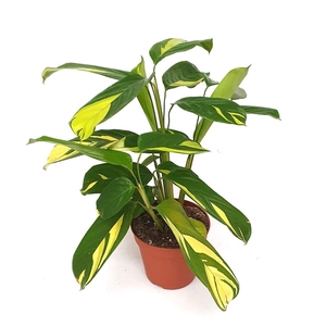 Ctenanthe pilosa 'Mosaic'