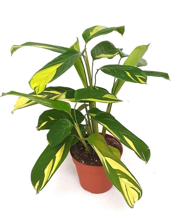 <h4>Ctenanthe pilosa 'Mosaic'</h4>