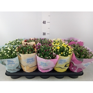 Chrysanthemum  'Milkshake'  ...mix