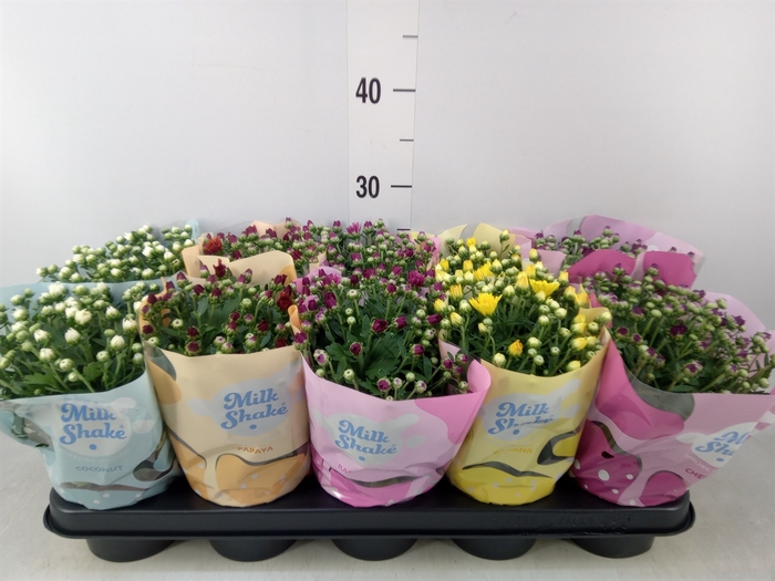 <h4>Chrysanthemum  'Milkshake'  ...mix</h4>