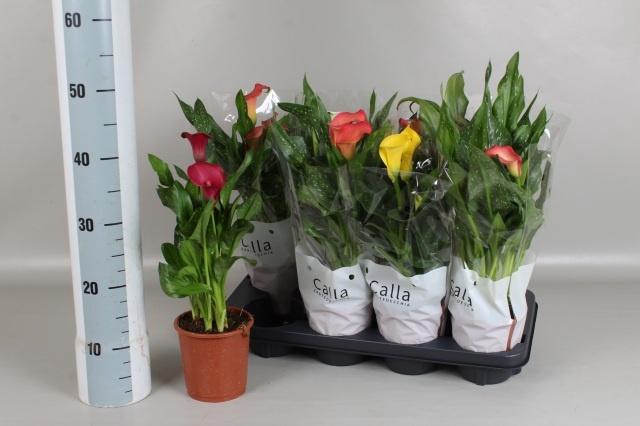 <h4>ZANT GEM 5 KL</h4>