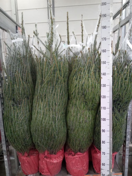 <h4>Picea omorika</h4>