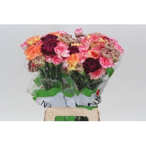 Anjer Funza Lang Rainbow Stripe