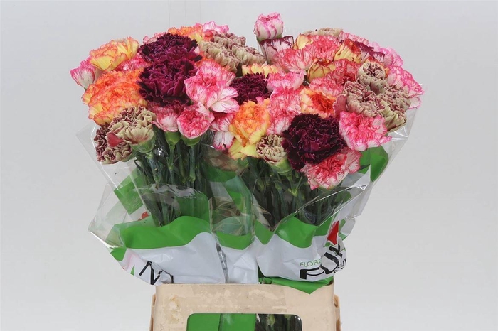 <h4>Anjer Funza Lang Rainbow Stripe</h4>