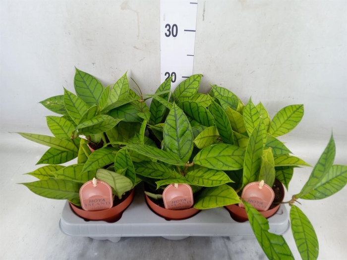 <h4>Hoya callistophylla 'KAL 16'</h4>