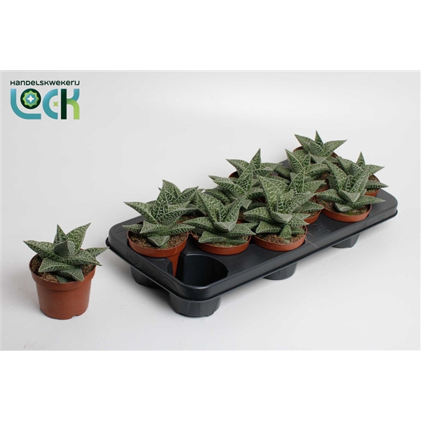 <h4>Gasteria Aveo</h4>