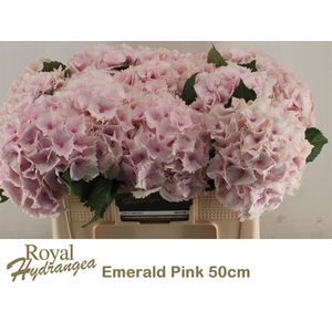 HYDR M MAG EMERALD
