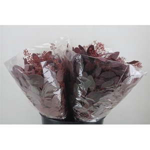 Euca Populus Berry Short Abs Red 150g Pbs