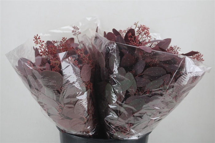 <h4>Euca Populus Berry Short Abs Red 150g Pbs</h4>