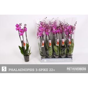 PHAL OV PAARS