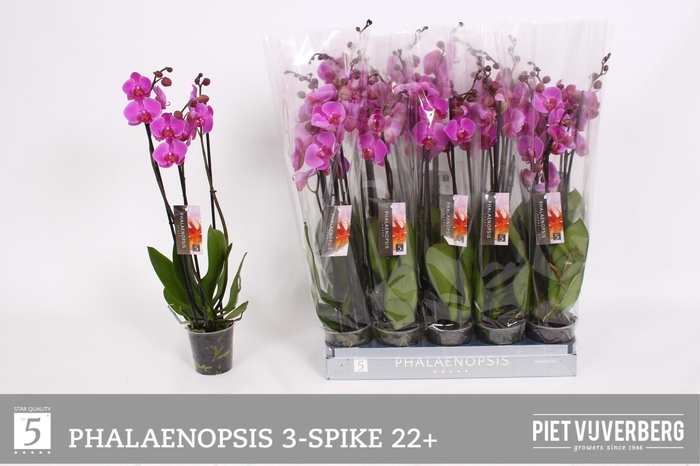 <h4>PHAL OV PAARS</h4>