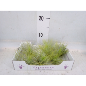 Tillandsia