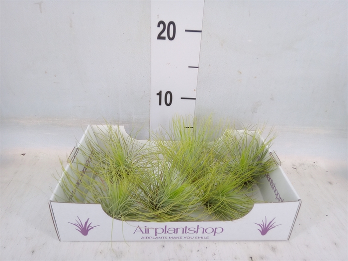 <h4>Tillandsia</h4>