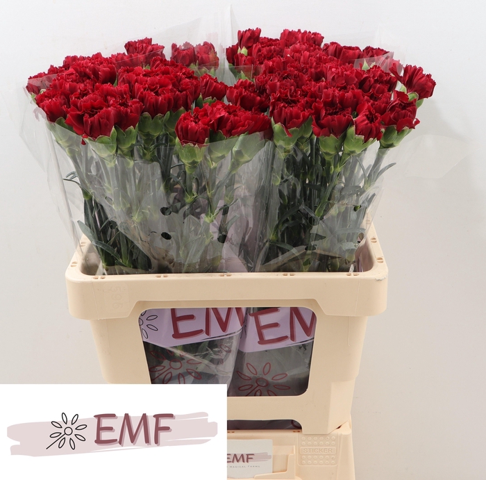 <h4>DI ST ZURIGO</h4>