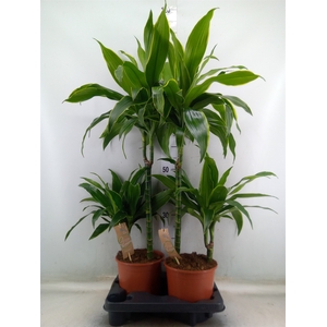 Dracaena fr de 'Art'