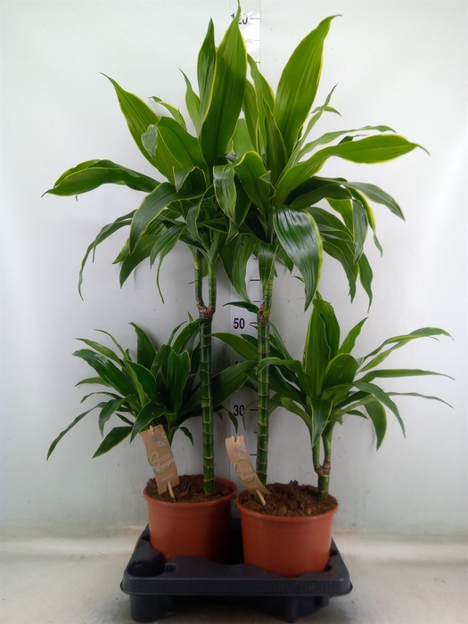 <h4>Dracaena fr de 'Art'</h4>