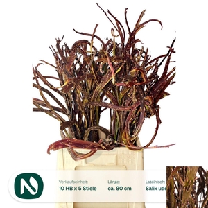 SALIX SEKKA BANDWILG