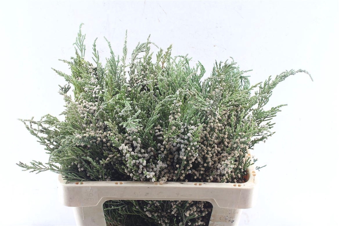 <h4>Kaaps Woolbush</h4>