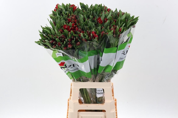 <h4>Alstr Nadya Fu</h4>