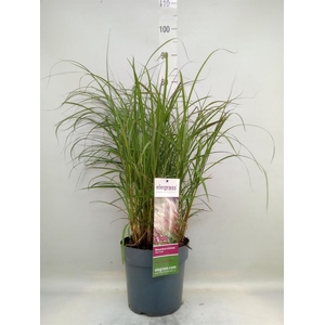 Miscanthus sin. 'Red Chief'