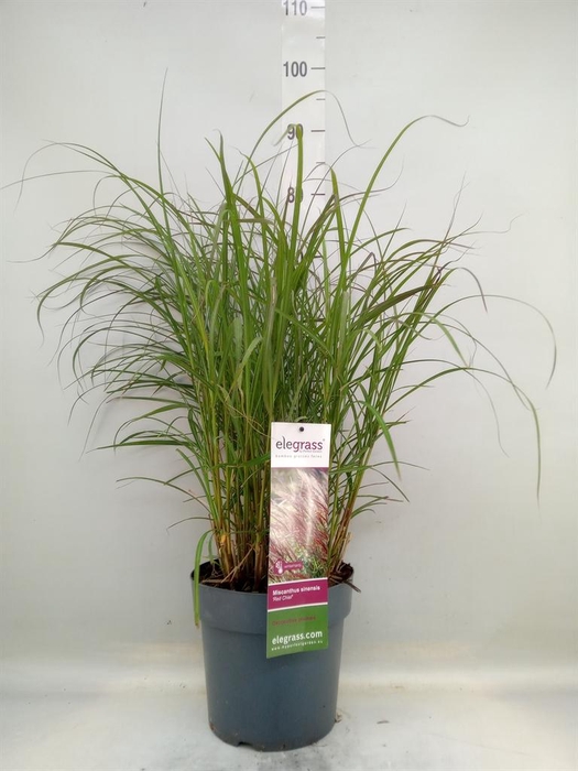 <h4>Miscanthus sin. 'Red Chief'</h4>