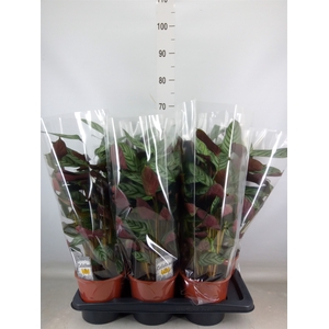 Ctenanthe setosa 'Compactstar'