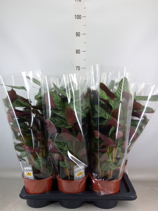 <h4>Ctenanthe setosa 'Compactstar'</h4>