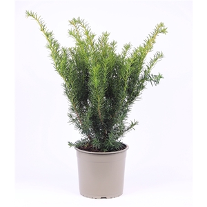 Taxus media 'Densiformis'