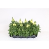 Antirrhinum majus overig