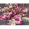 Euc. Cinerea Painted Picasso