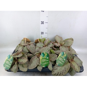 Episcia cupreata 'Tierra Plata'