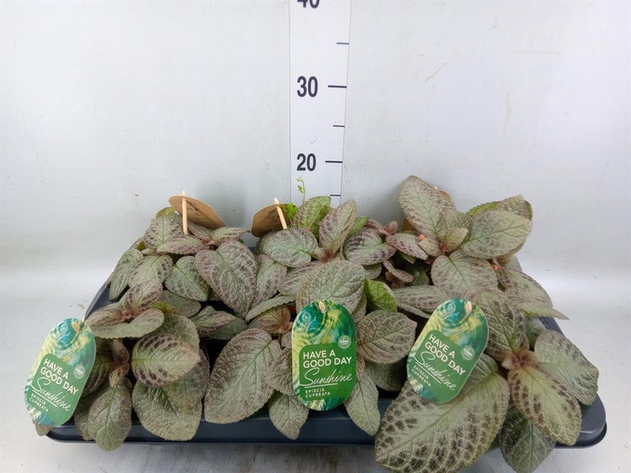 <h4>Episcia cupreata 'Tierra Plata'</h4>