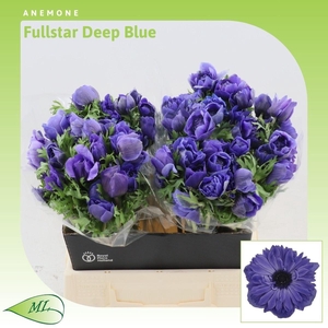 Anemone Fullstar Deep Blue