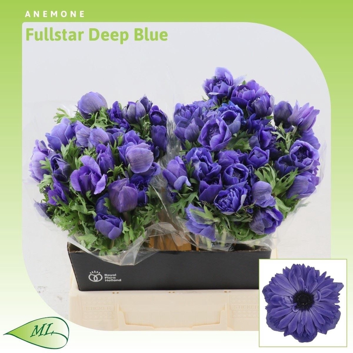 <h4>Anemone Fullstar Deep Blue</h4>