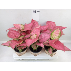 Aglaonema   ...