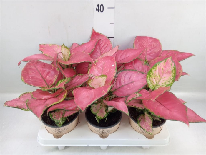<h4>Aglaonema ...</h4>